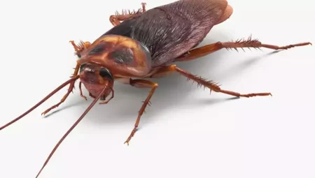 Dream Interpretation Of Cockroaches