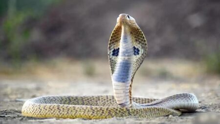 What Does Snakes Mean In A Dream Spiritually