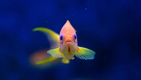 What Does It Mean to See Fish in a Dream in Christianity?