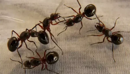 What Does It Mean to See an Ant in a Dream in Christianity?