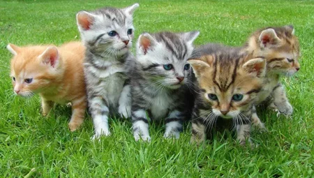 What Does It Mean to See a Kitten in a Dream?