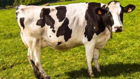 What Does It Mean to See a Cow in a Dream?