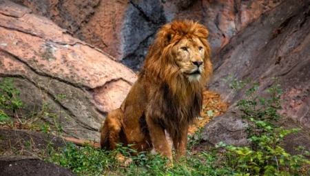 What Does It Mean to See a Lion in a Dream?