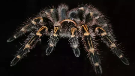 What Does It Mean to See a Spider in a Dream?